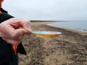 Muszla na plaży na Wyspie Sobieszewskiej, fot. ABI
